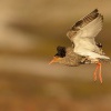 Jespak bojovny - Philomachus pugnax - Ruff 5112